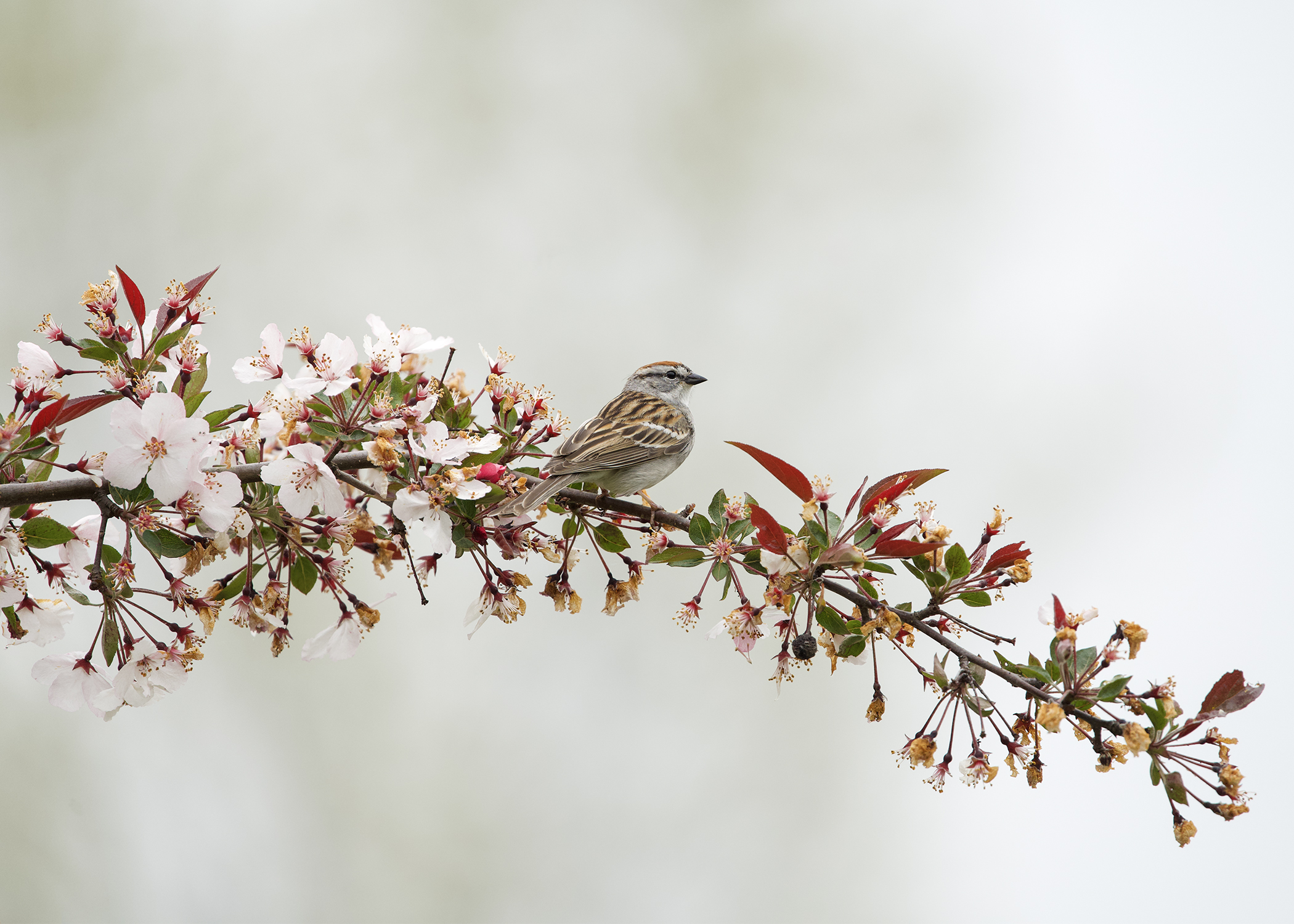Kelly Siranko - Chipping Sparrow