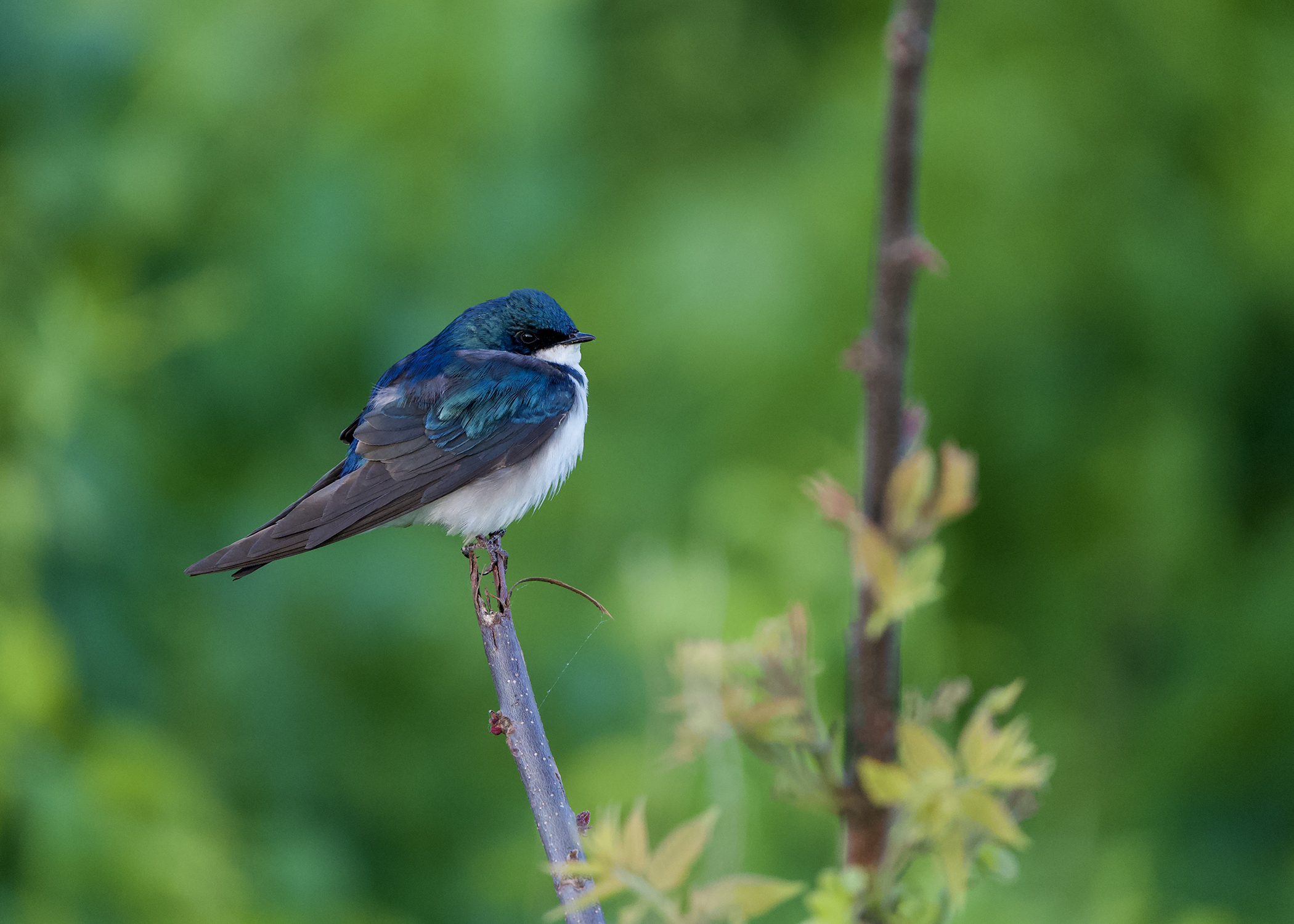 Kelly Siranko - Tree Swallow