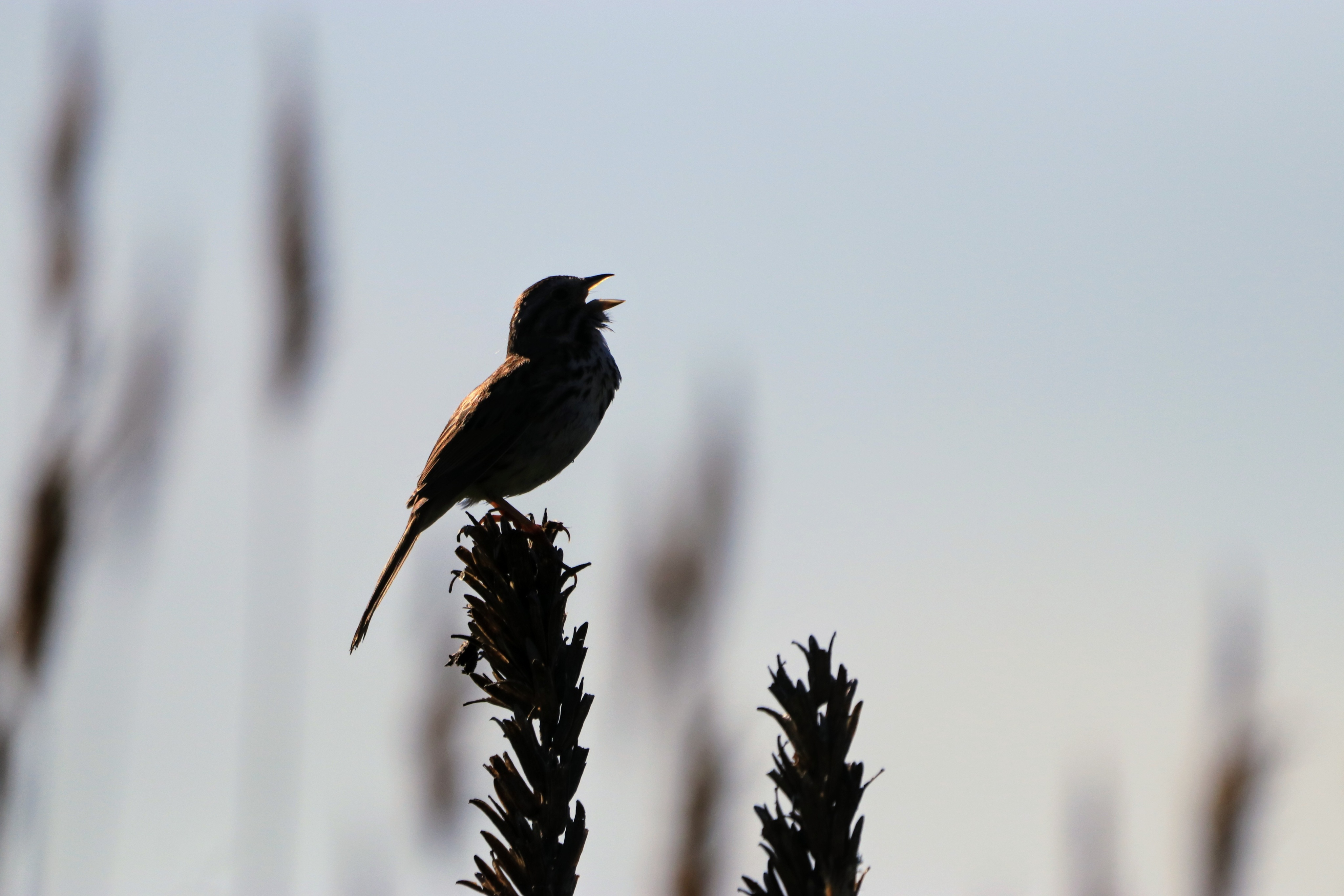 Kim Pettella - Song Sparrow