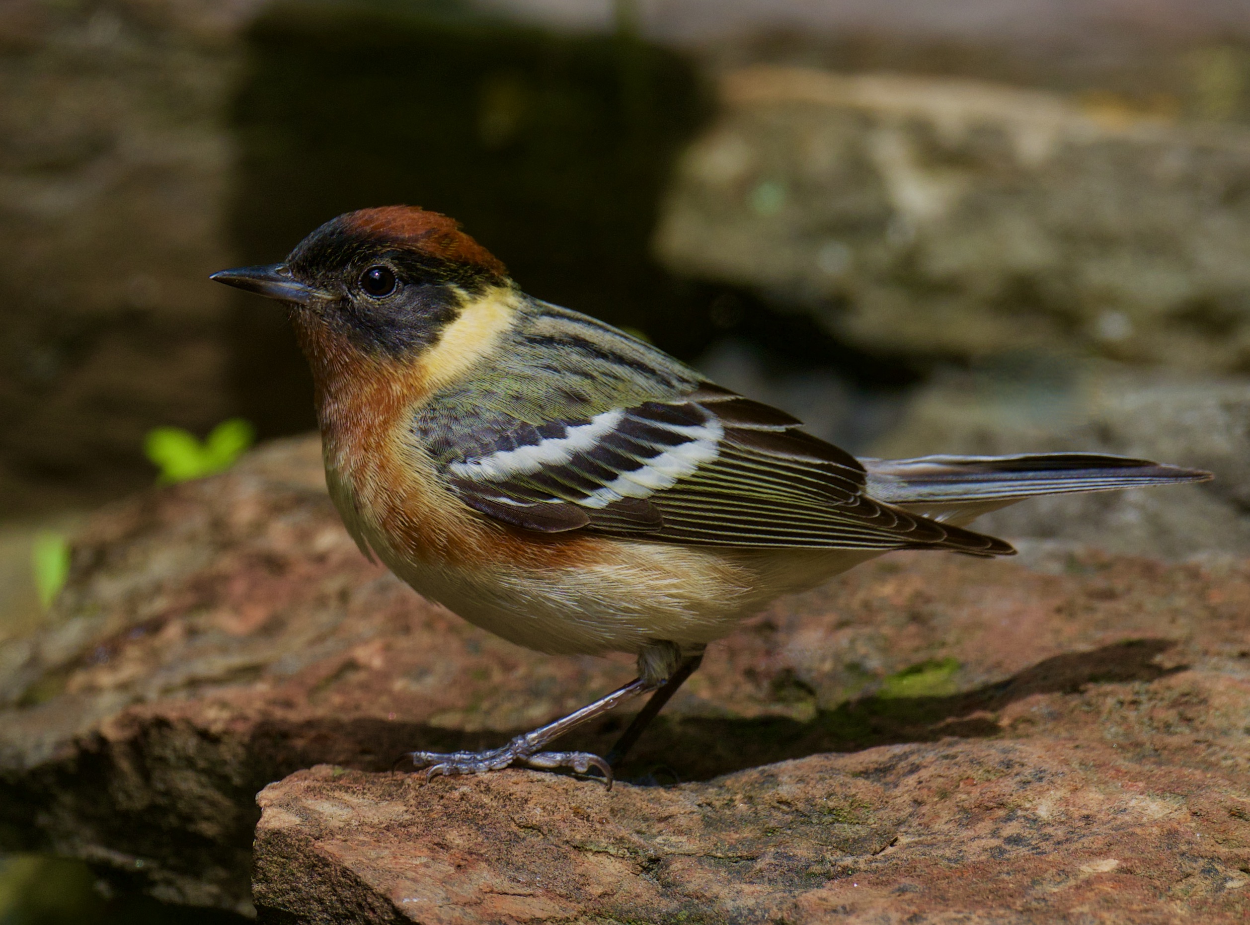 Linda Olsen - Bay-breasted Warbler