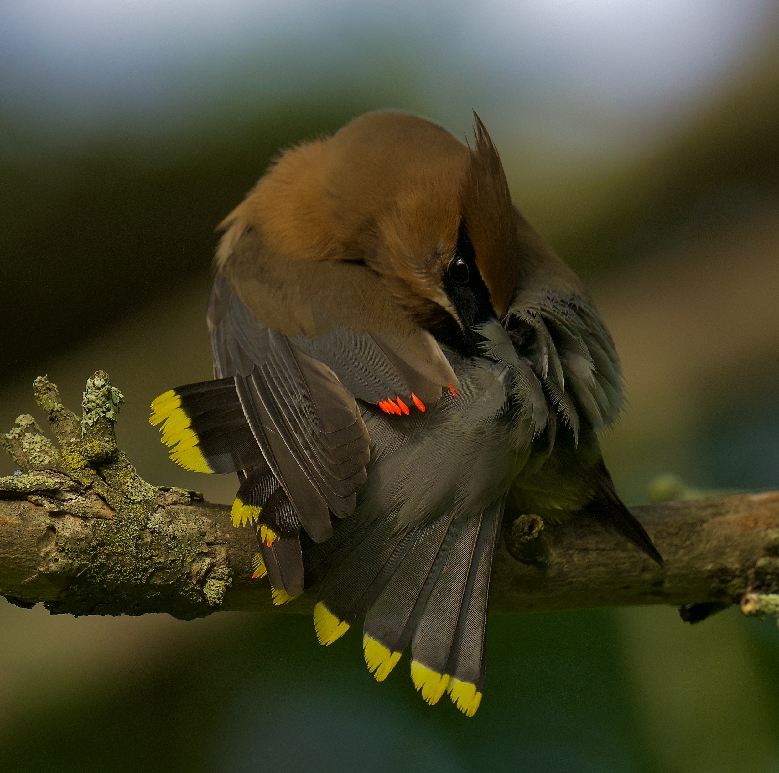 Linda Olsen - Cedar Waxwing