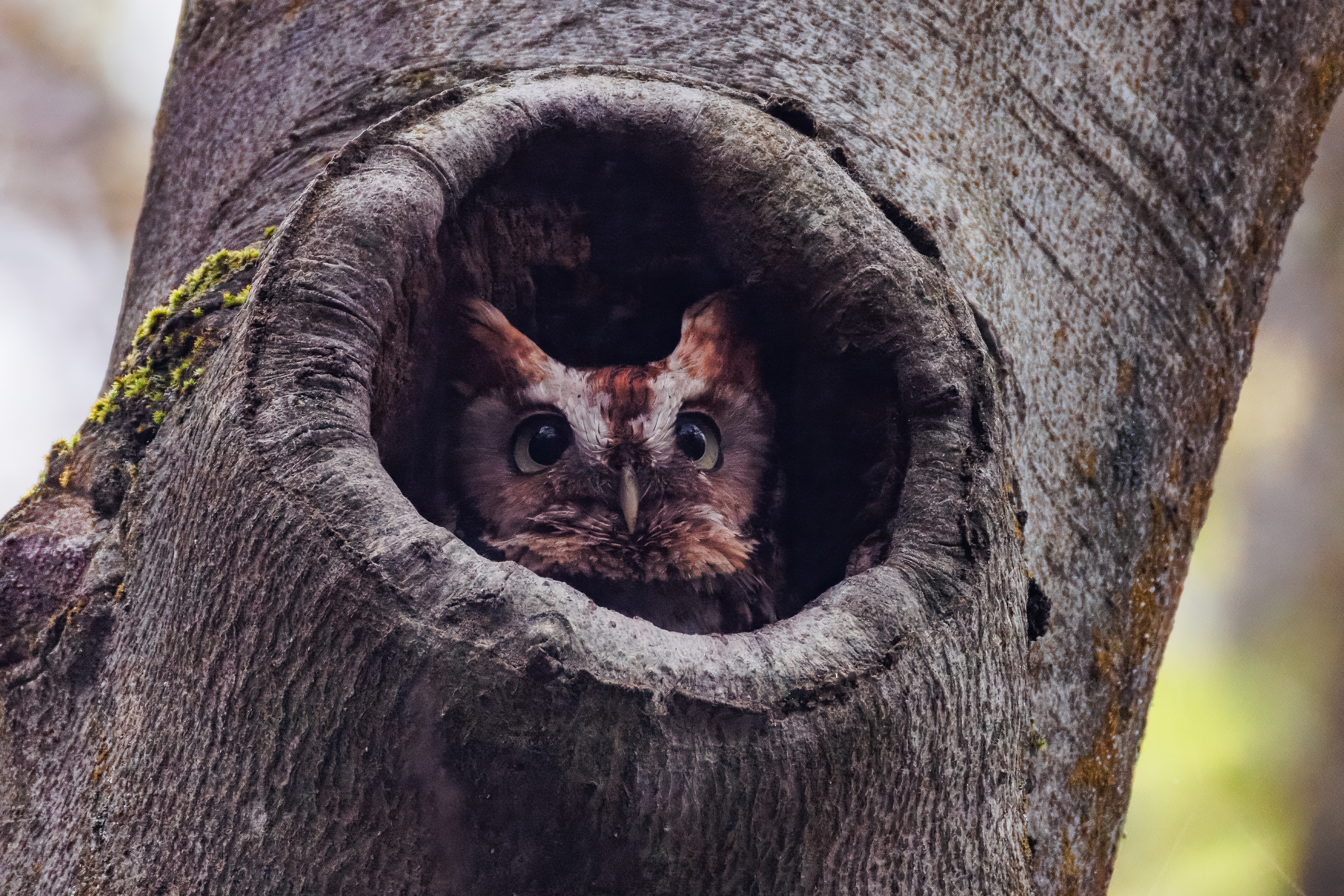 Lisa Jarosik - Eastern Screech Owl