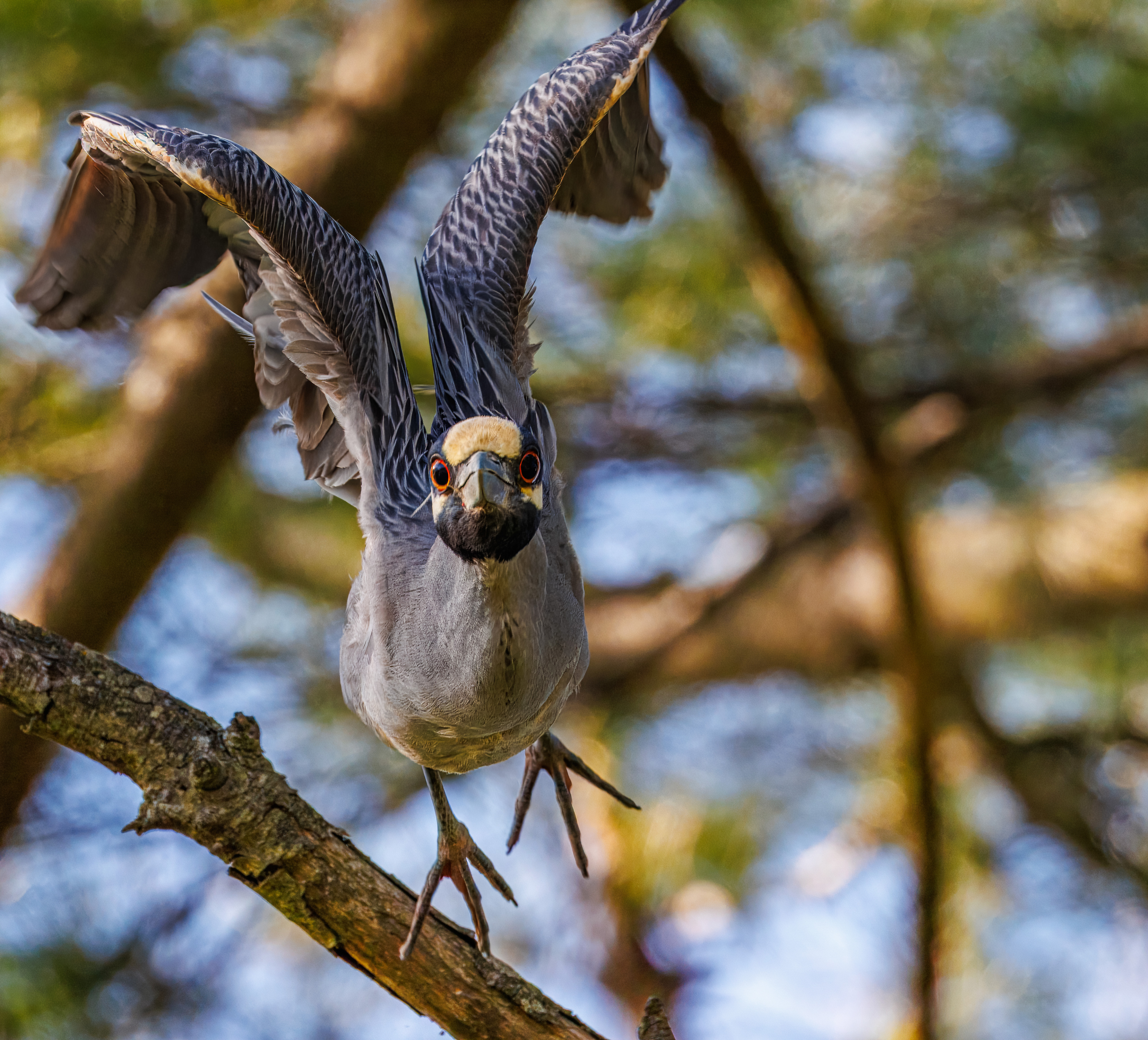 Lisa Jarosik - Yellow Crowned Night Heron
