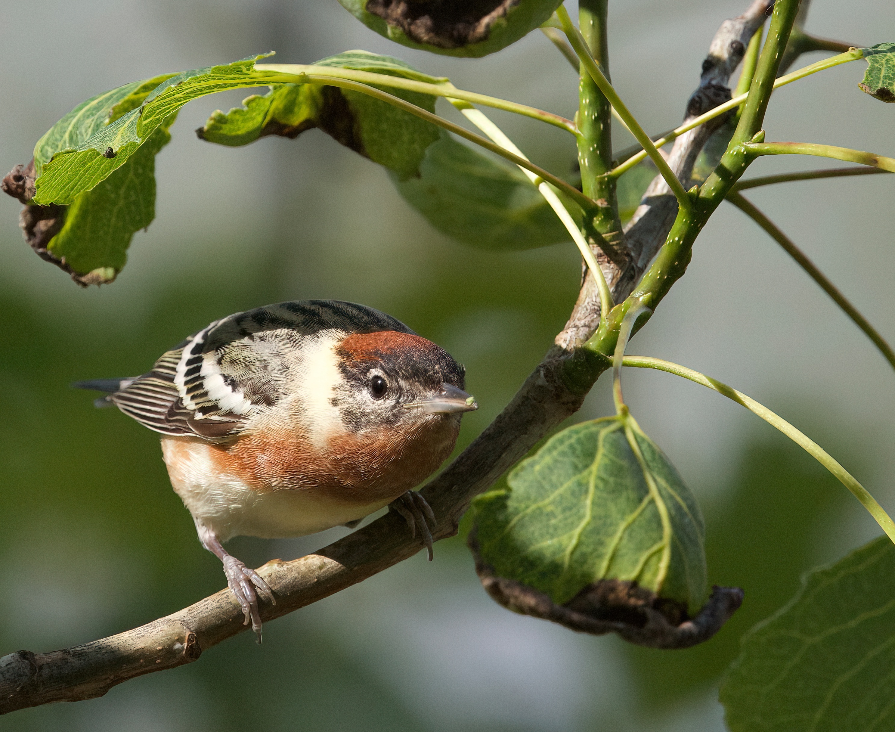 Liz Jaffin - Bay-breasted Warbler