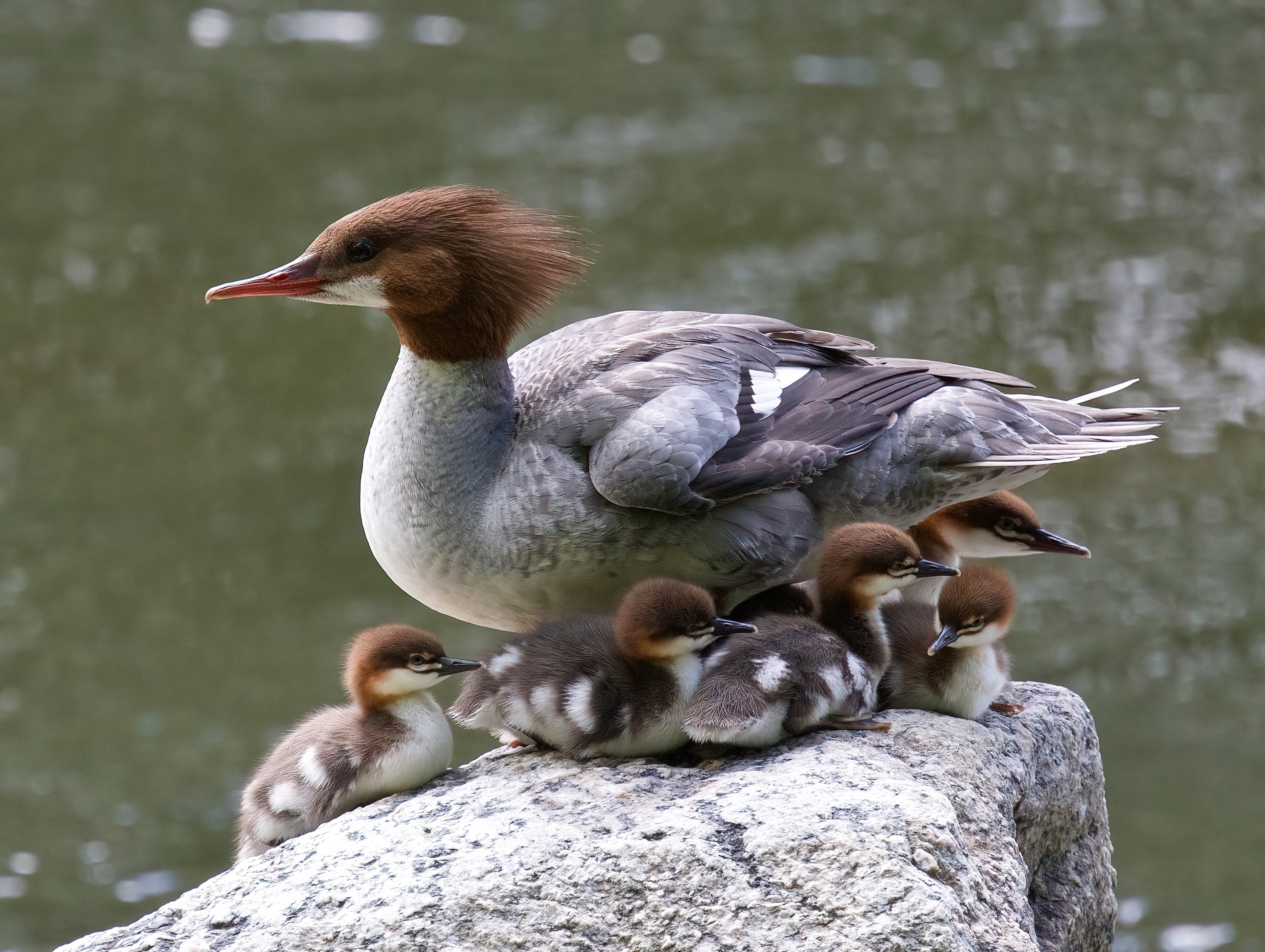Liz Jaffin - Common Merganser
