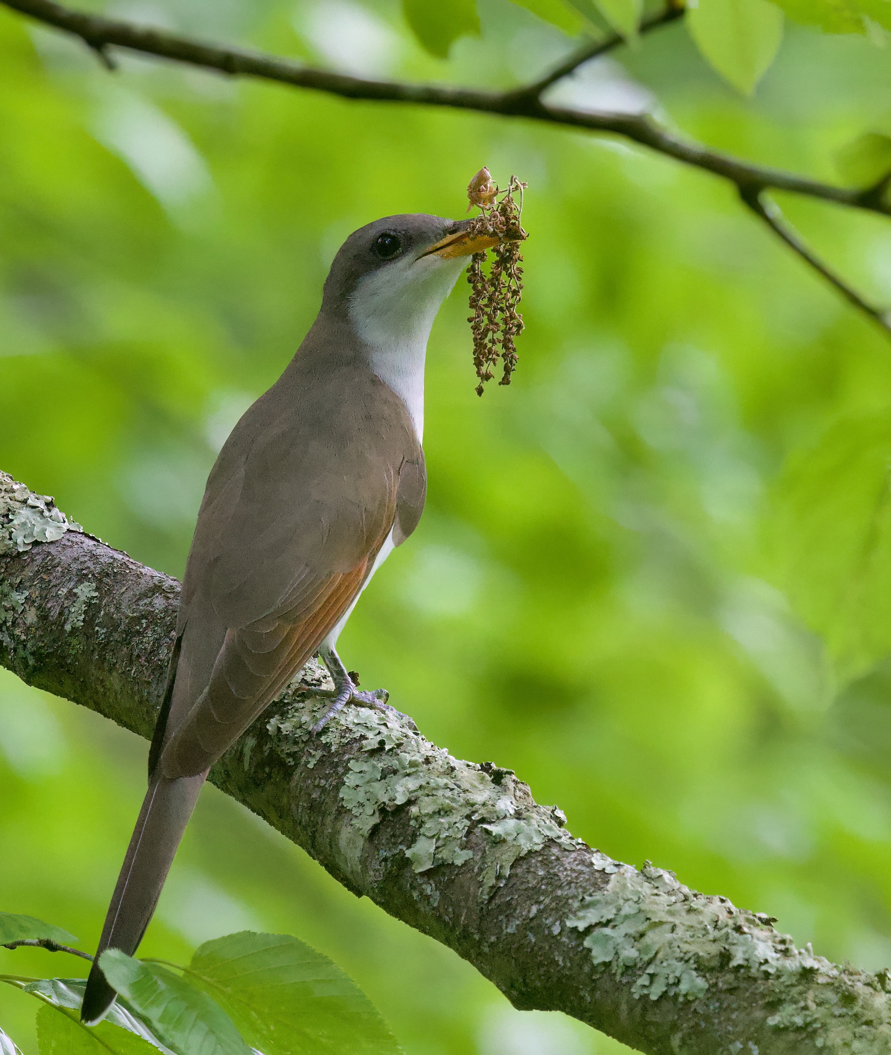 Liz Jaffin - Yellow-billed Cuckoo