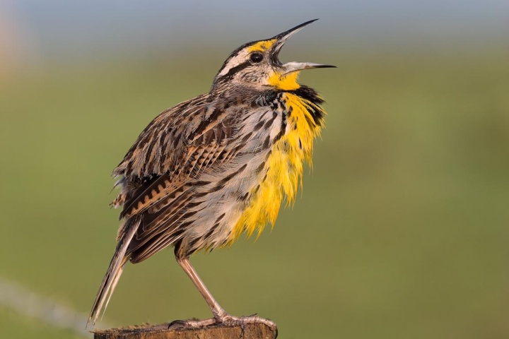 The Birds of Bafflin Sanctuary