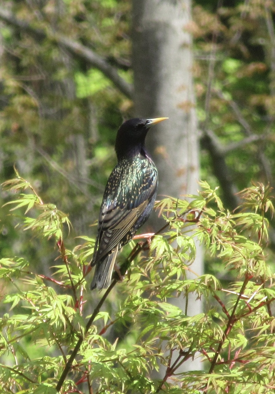 Michele Rybos-Mattiace - European Starling