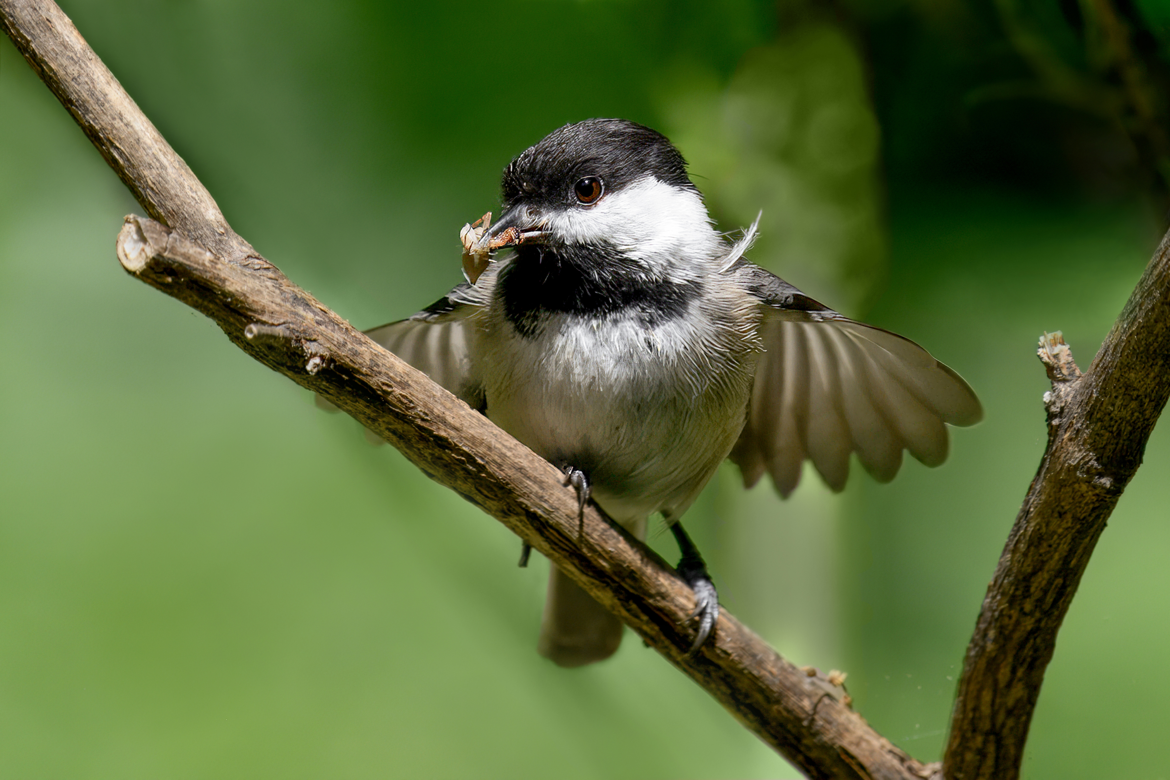 Michelle Babyak - Black-capped Chickadee