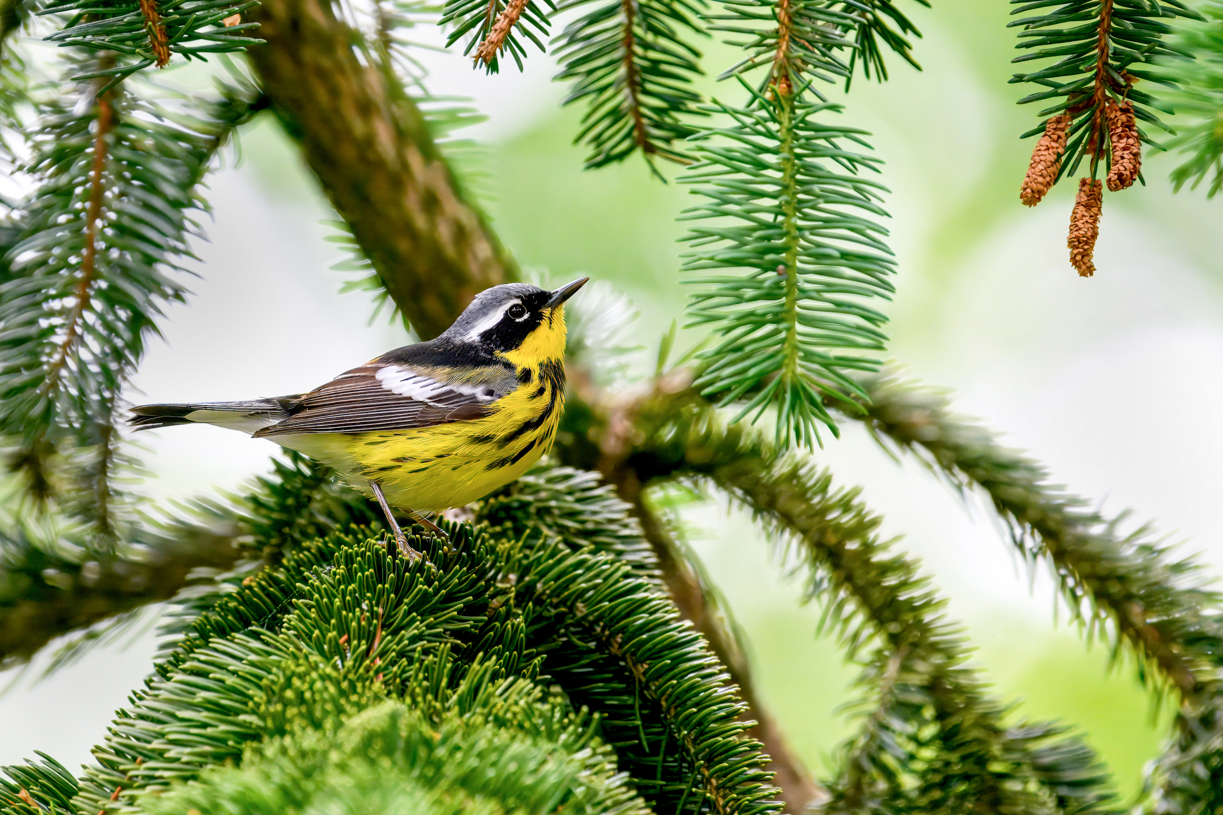 Michelle Babyak - Magnolia Warbler