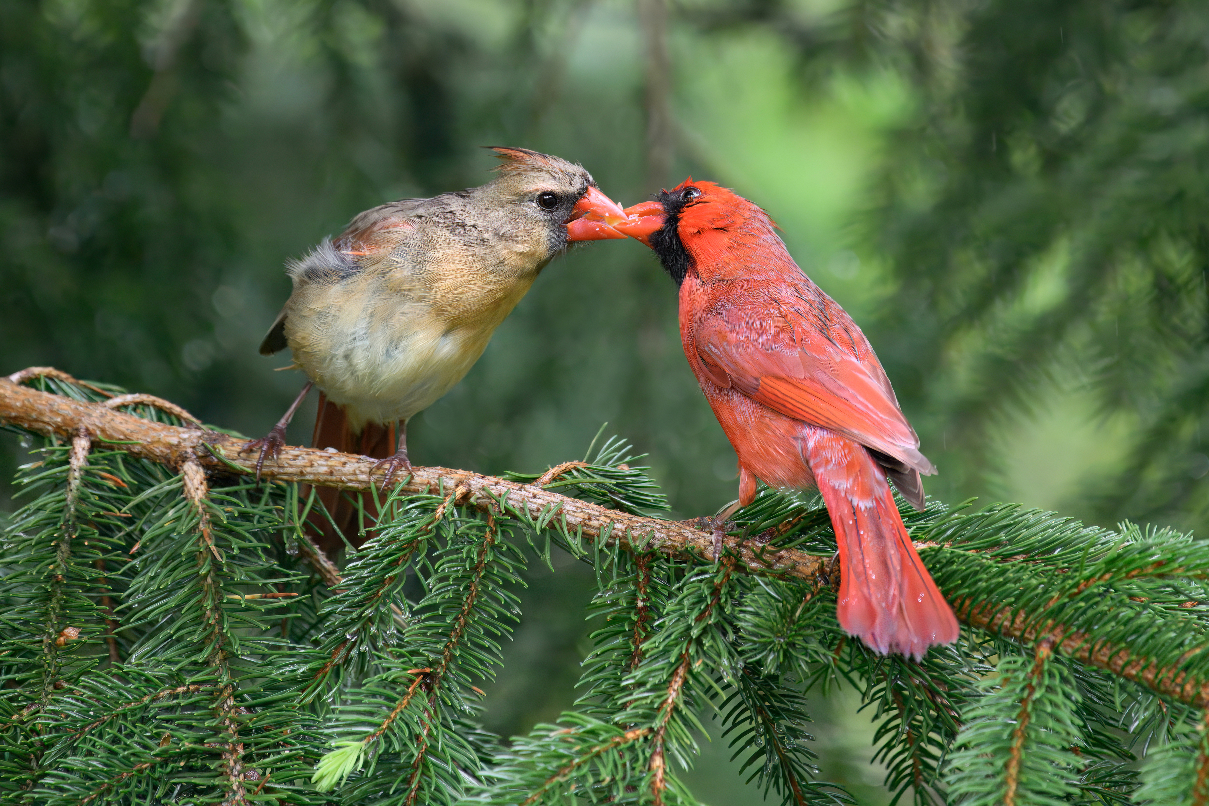 Michelle Babyak - Northern Cardinals
