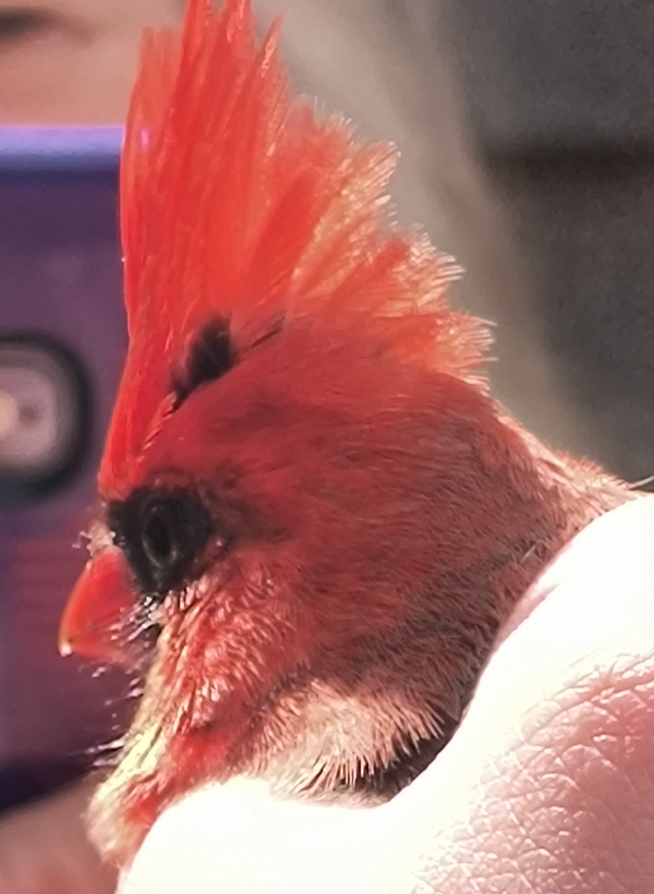 Mitzi Fuller - Northern Cardinal
