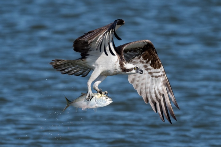 Return of the Osprey: April 25
