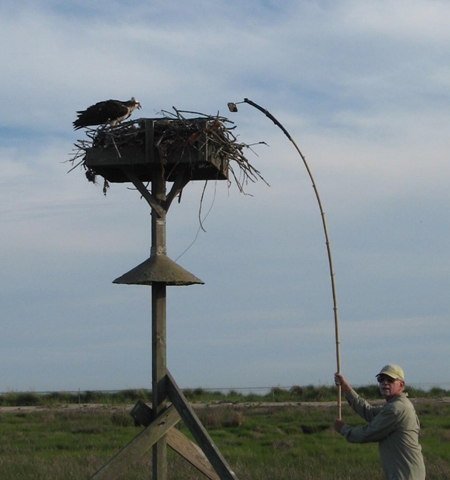 Osprey Nest CT