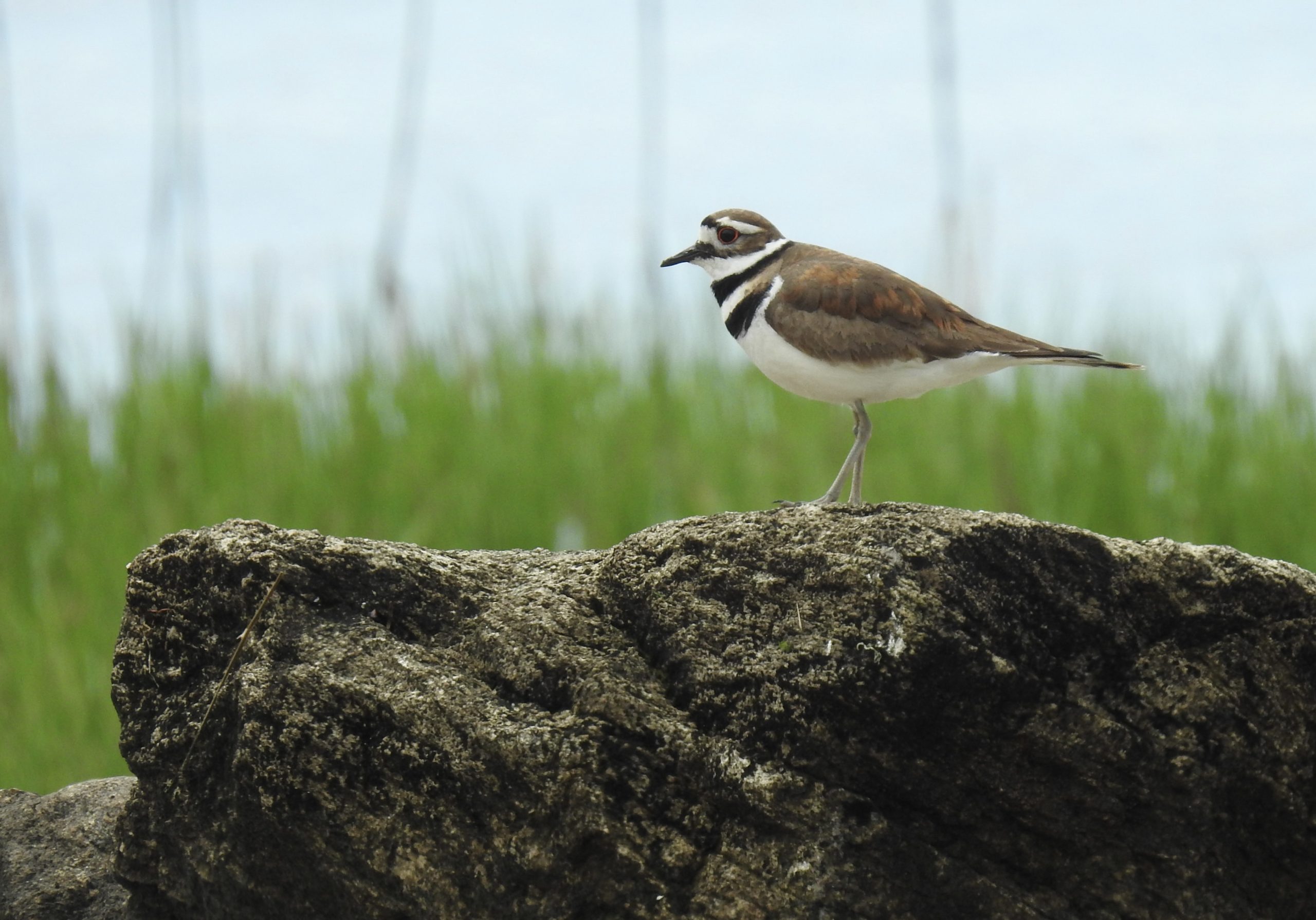 Pavana Attonito - Killdeer Best Photo:Young Birder