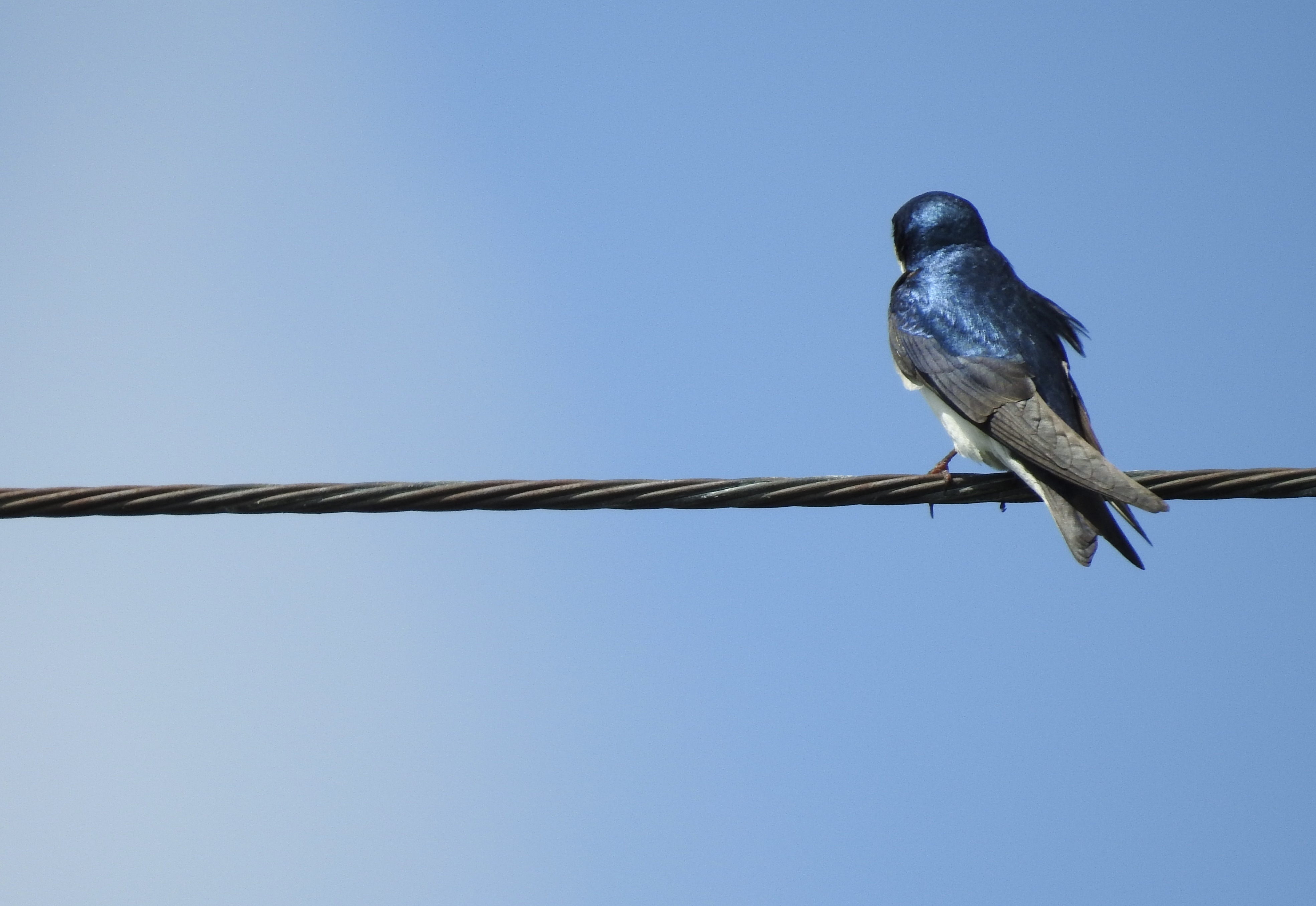 Pavana Attonito - Tree Swallow