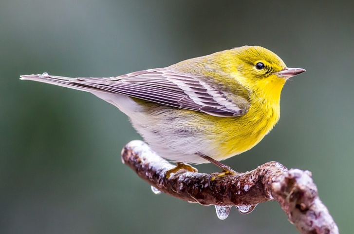 Birds to look for in April