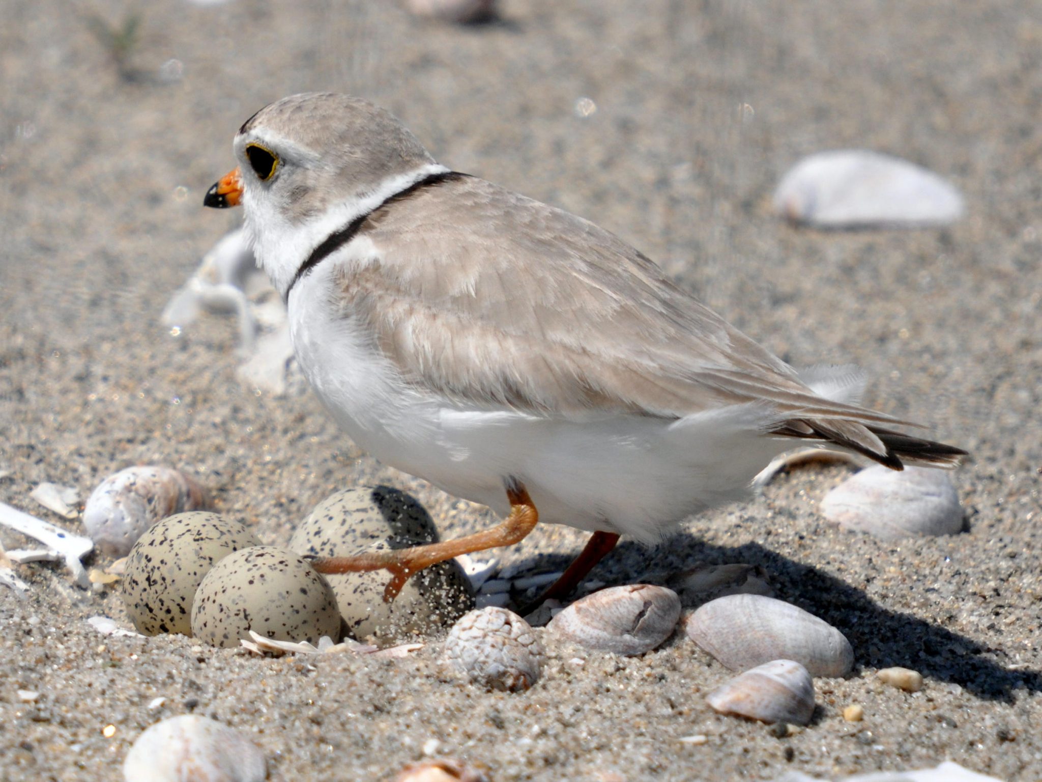 Piping Plover and 4 eggs