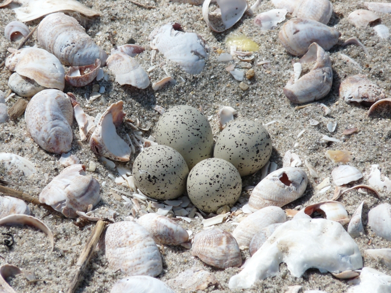 Piping Plover nest and eggs