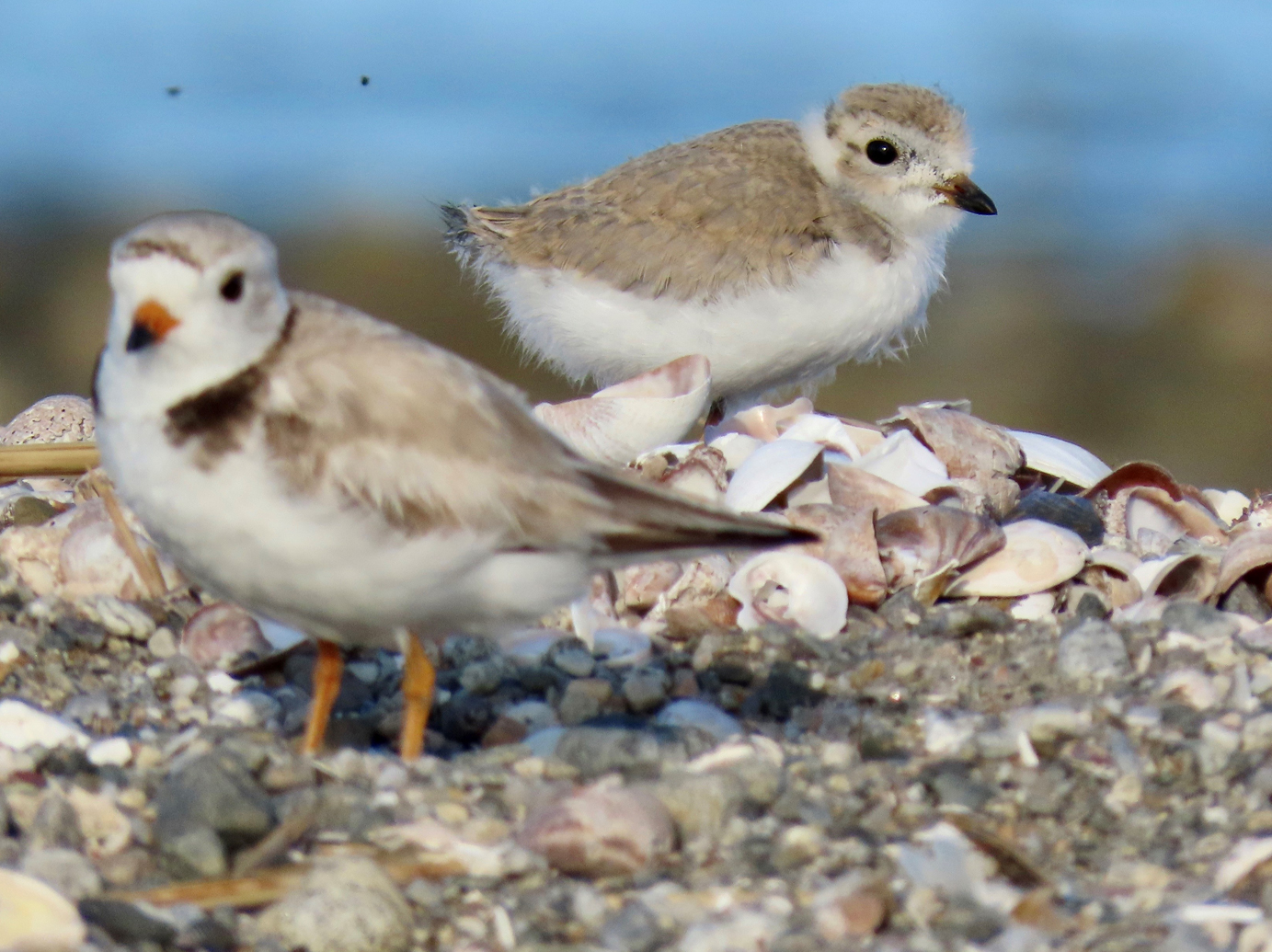 Piping Plovers