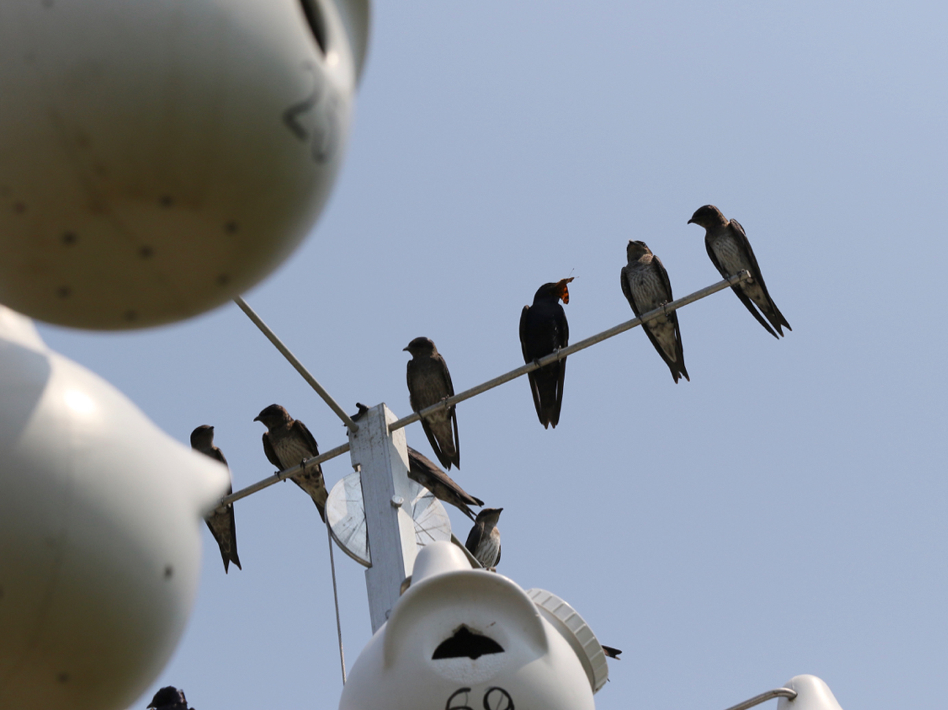 Purple Martins