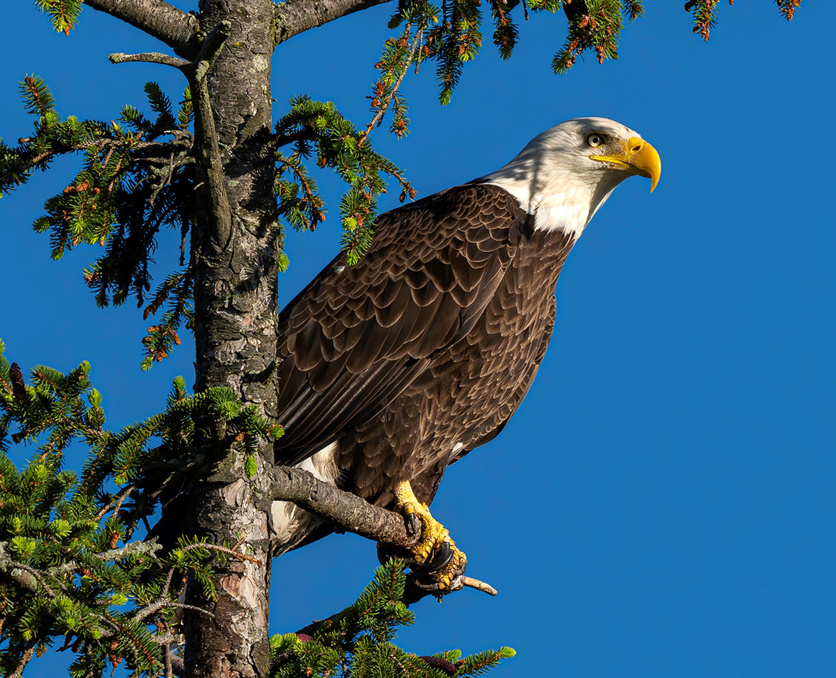 Roger Vogel - Bald Eagle Honorable Mention