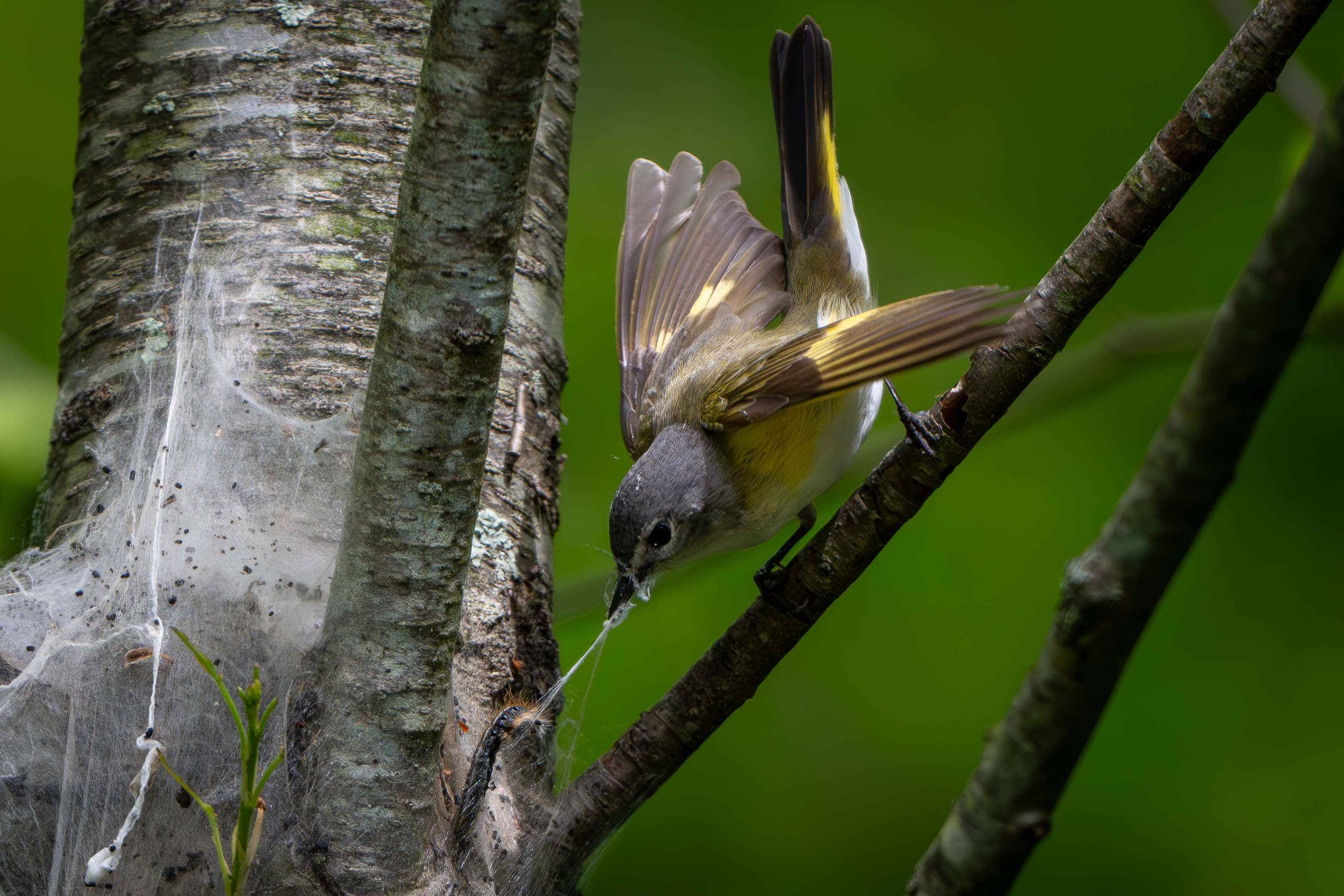 Sal DeFini - American Redstart