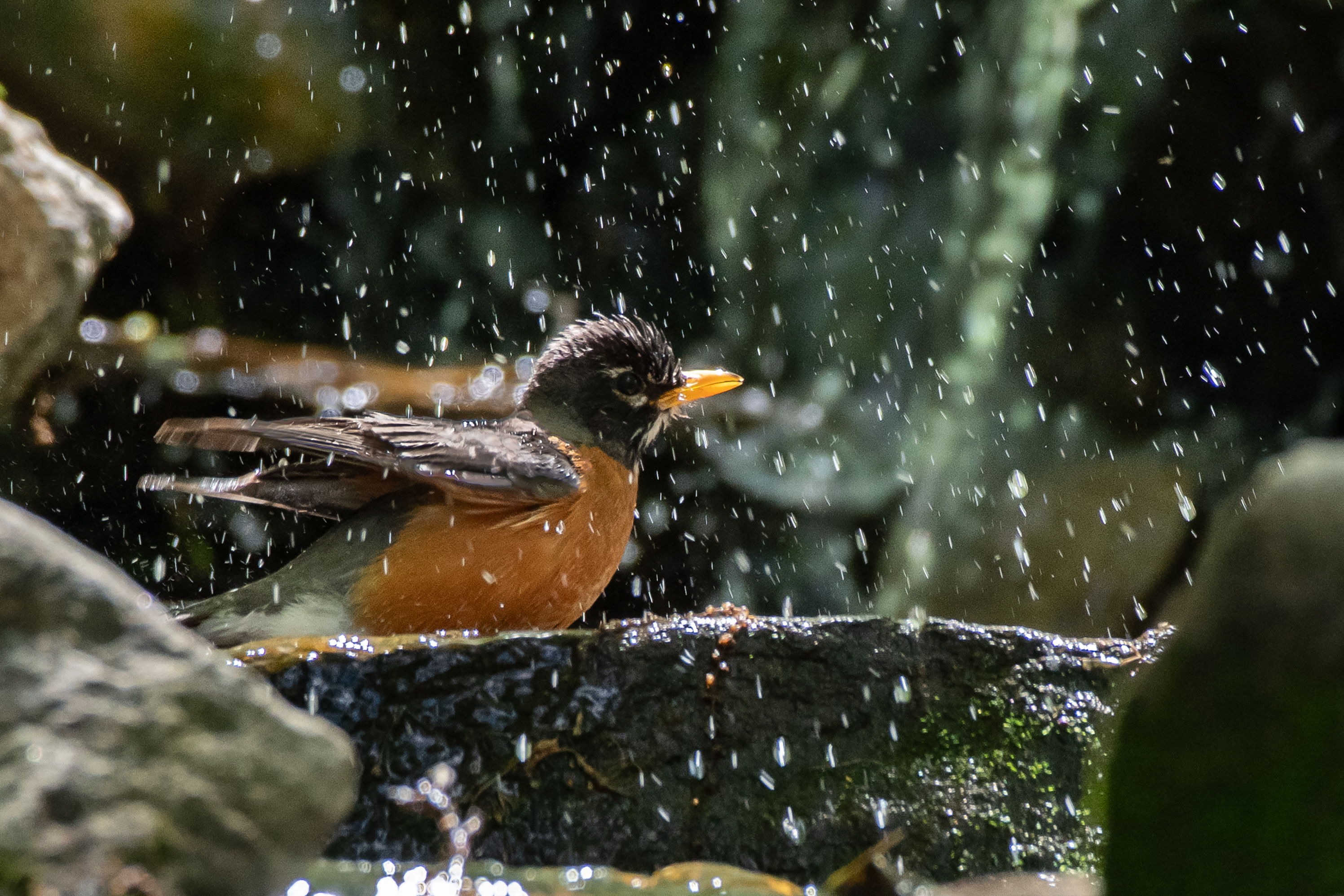Sami Centore - American Robin