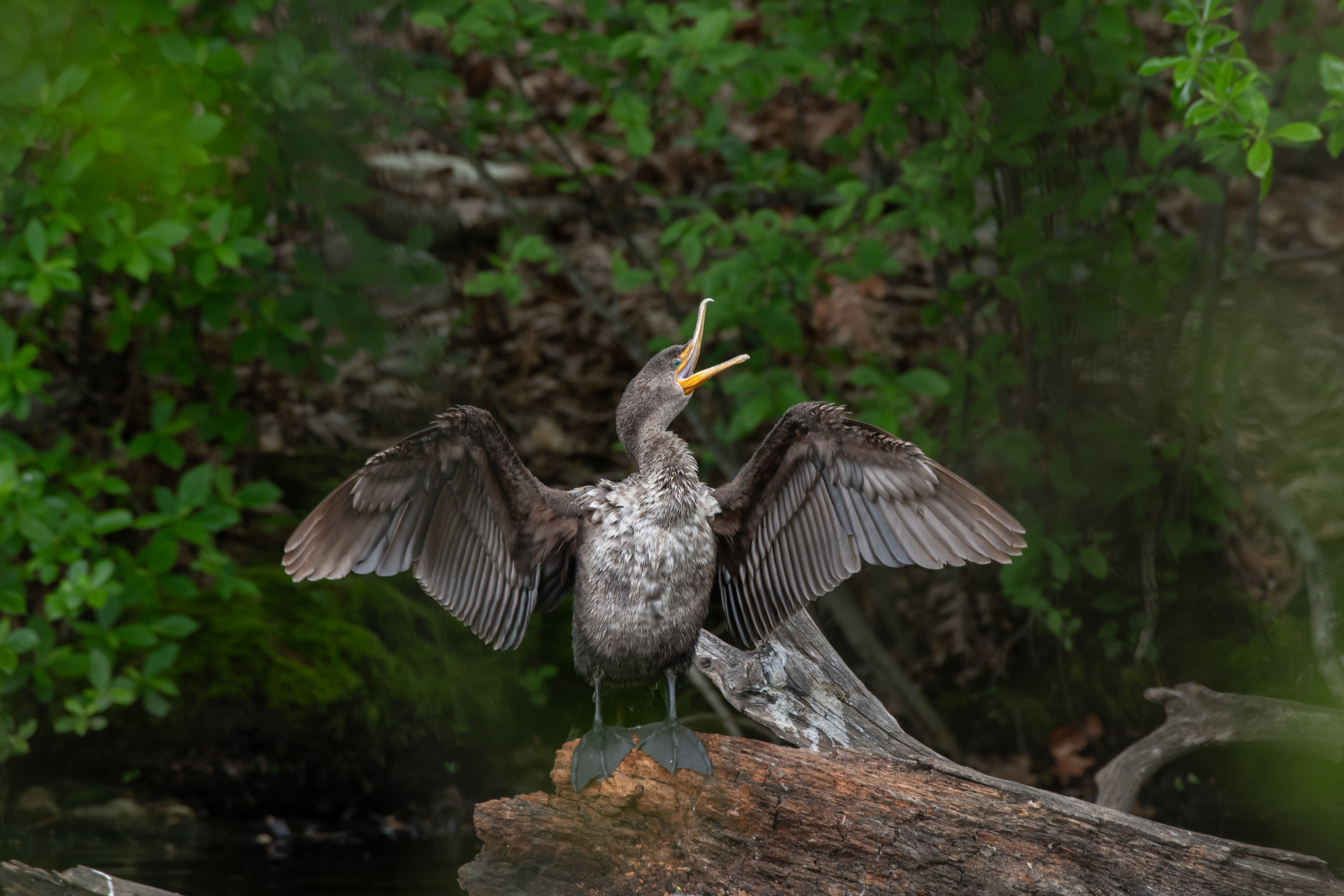 Sami Centore - Double-crested Cormorant