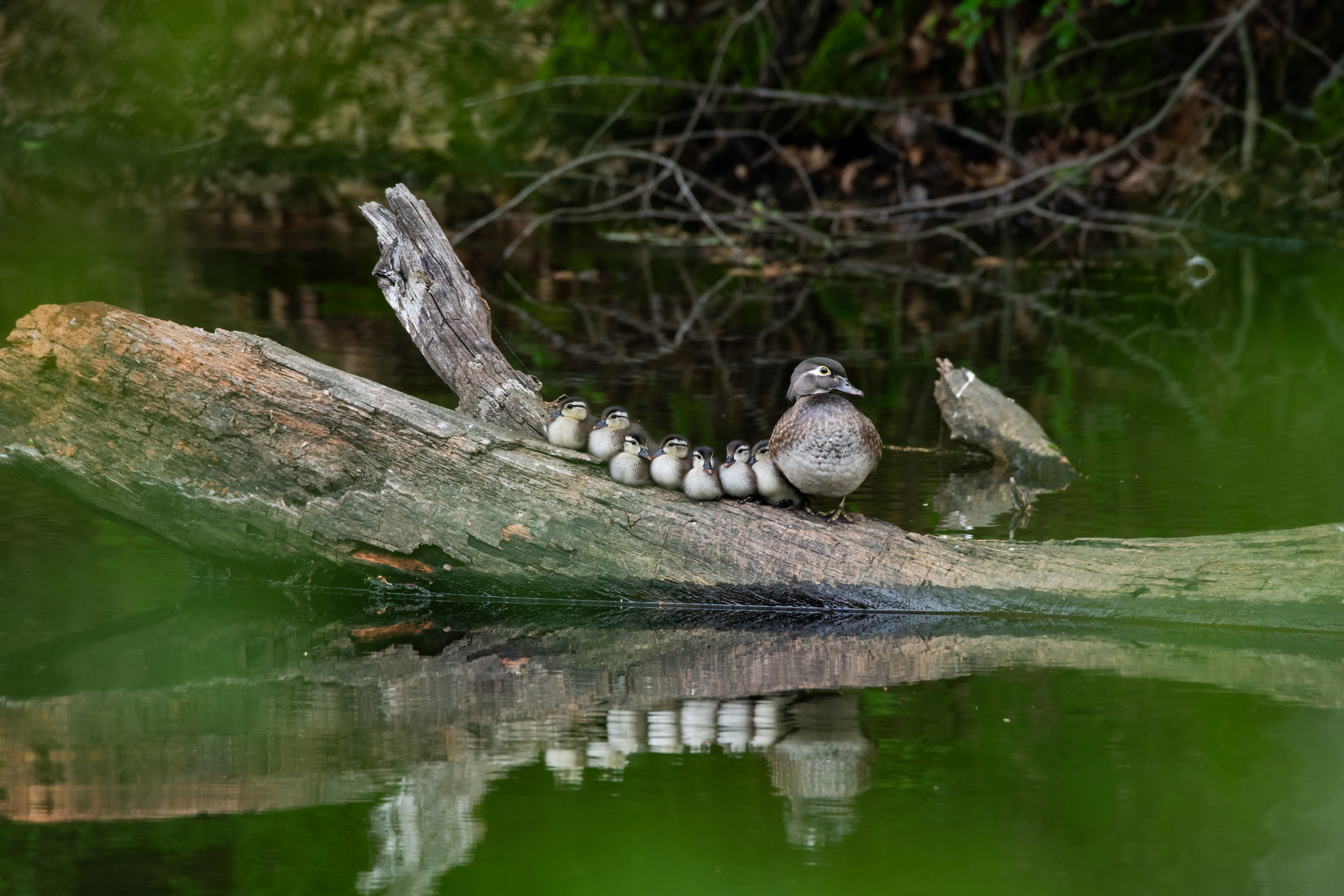 Sami Centore - Wood Ducks