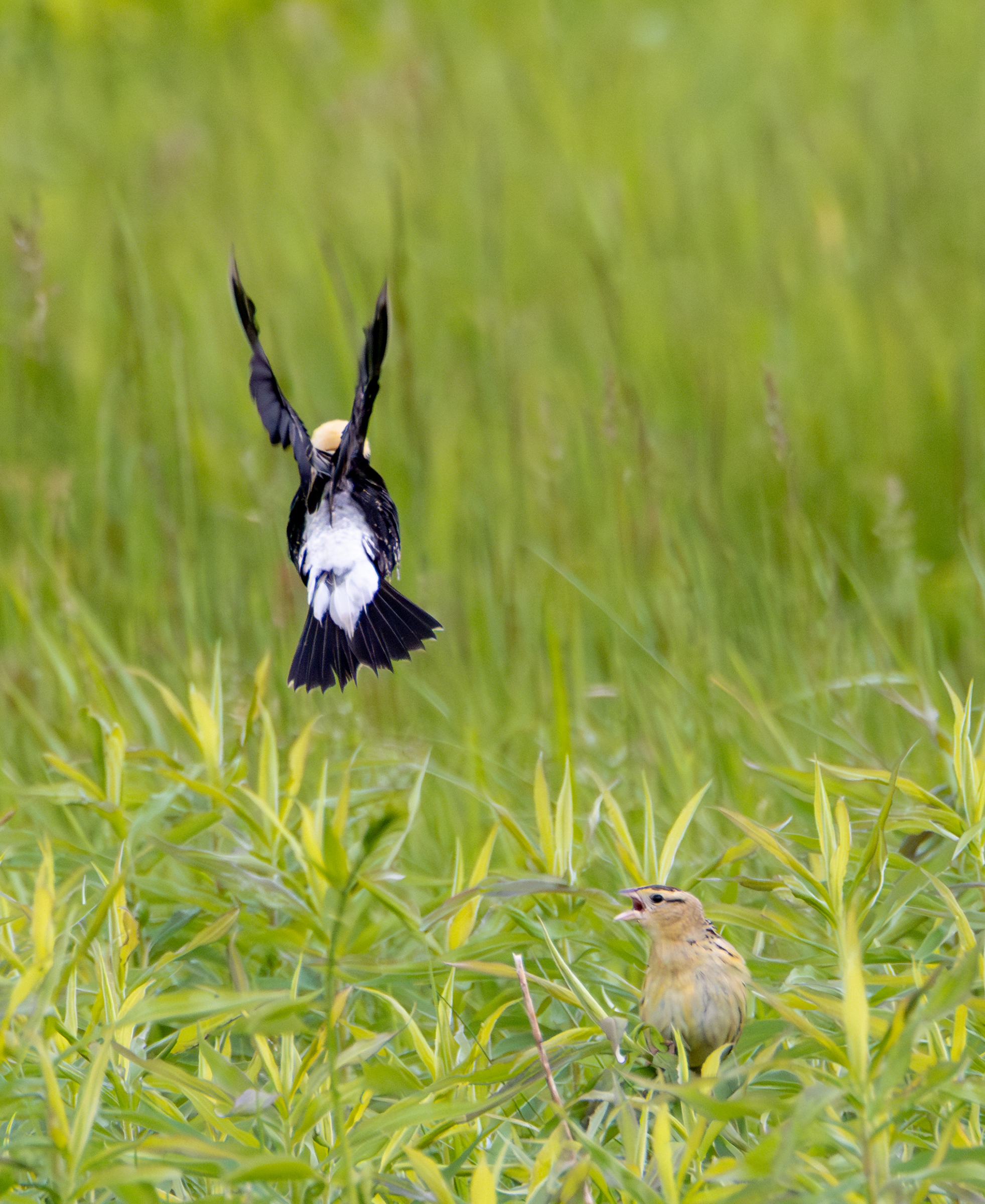 Sandy Schill - Bobolinks