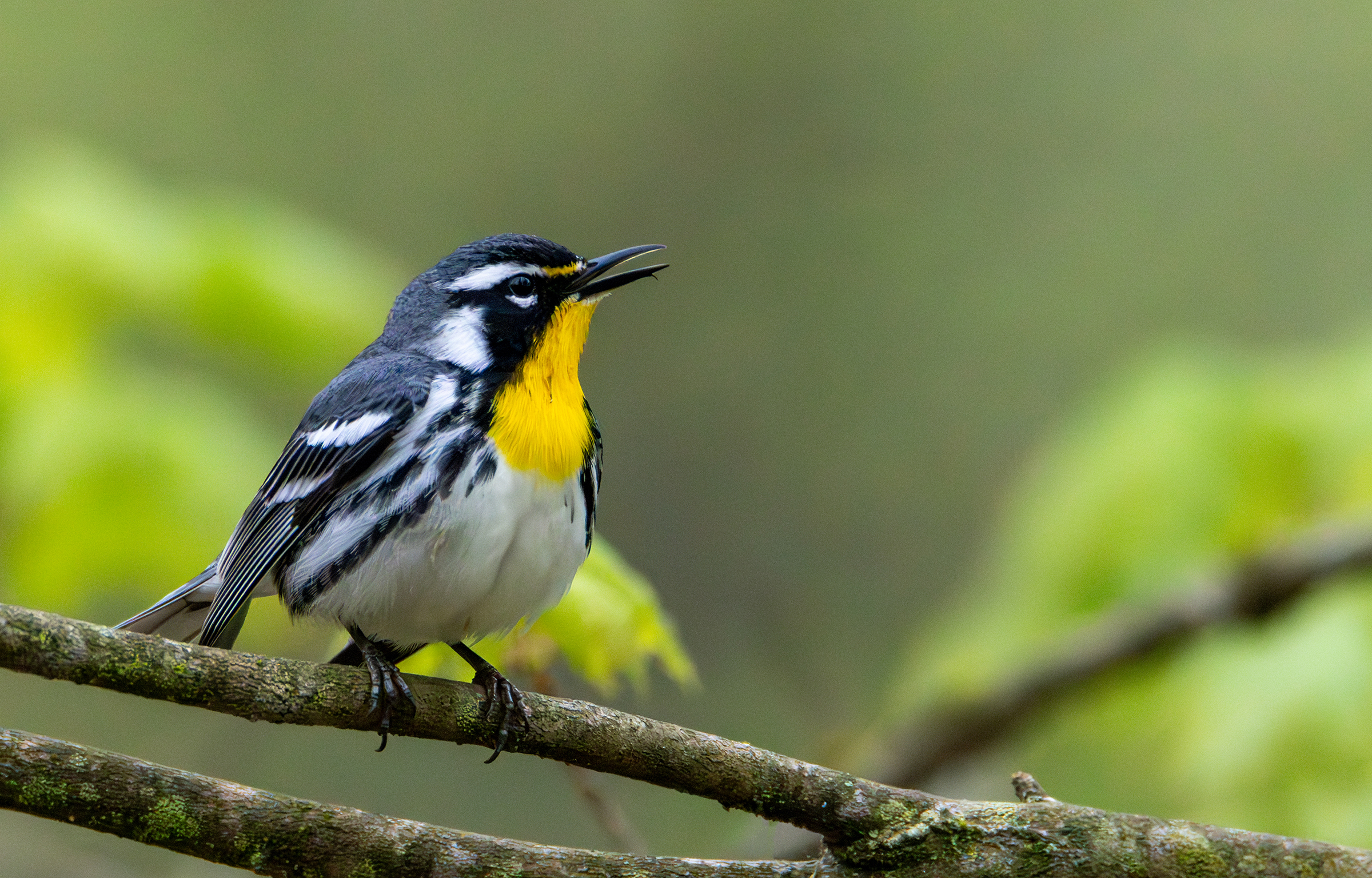 Sandy Schill - Yellow-Throated Warbler