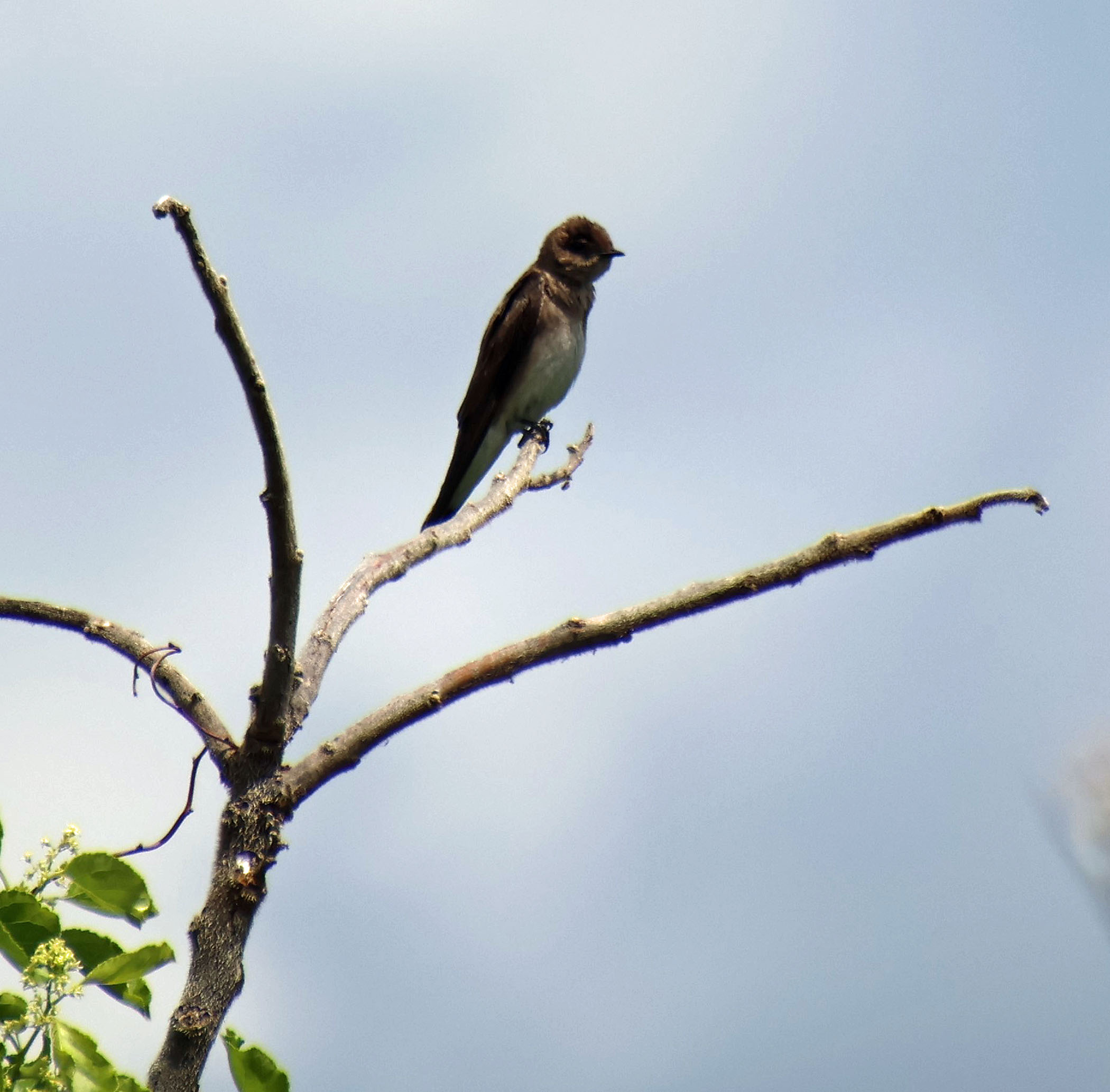 Sharon Hirsch - Northern Rough-winged Swallow