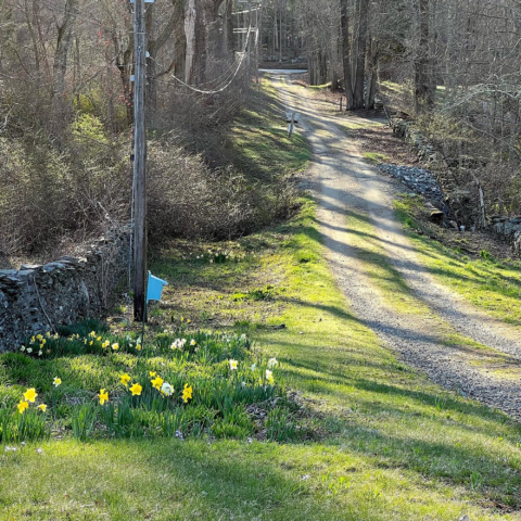 spring flowers along dirt raod