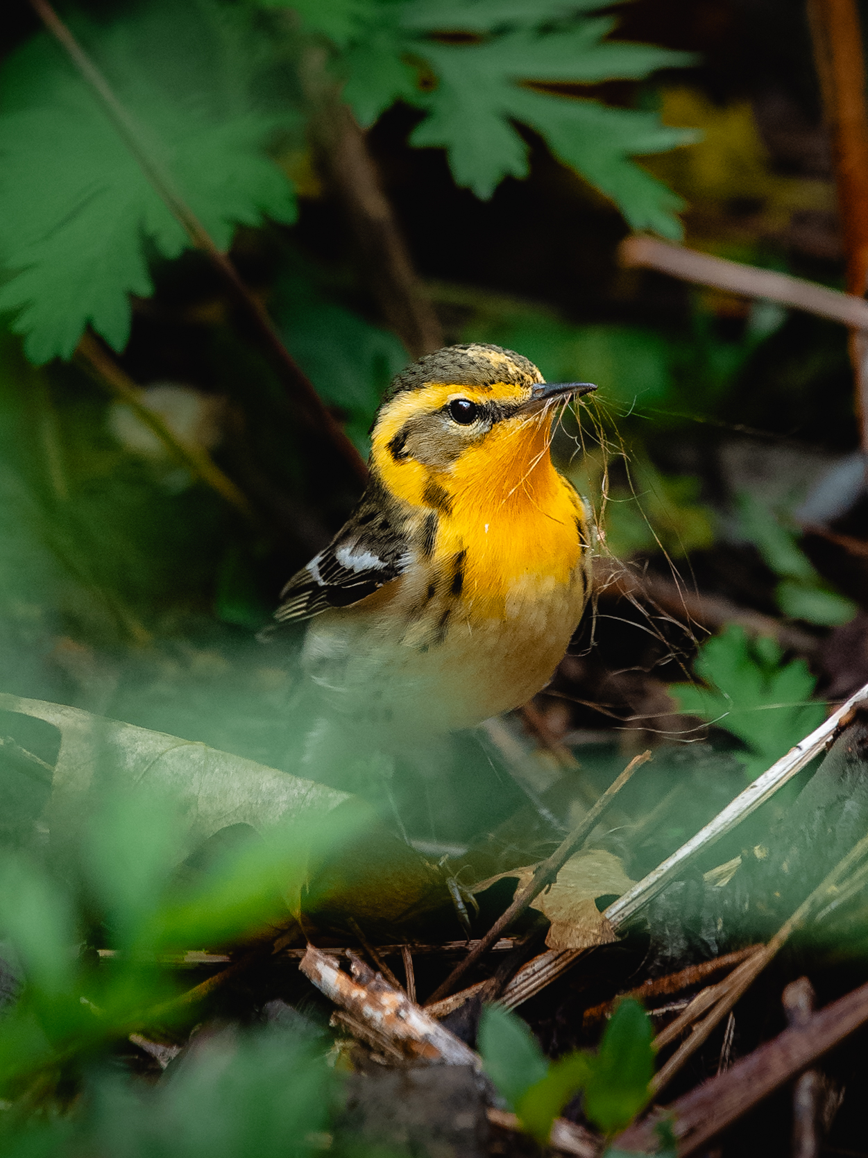 Steve Nunez - Blackburnian Warbler Honorable Mention