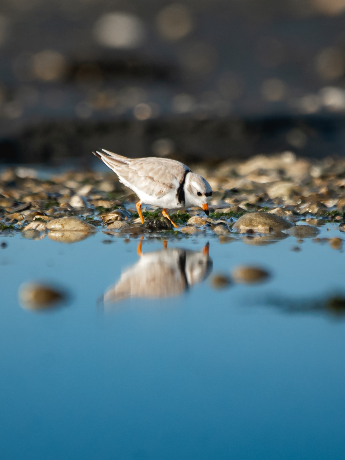 Steve Nunez - Piping Plover