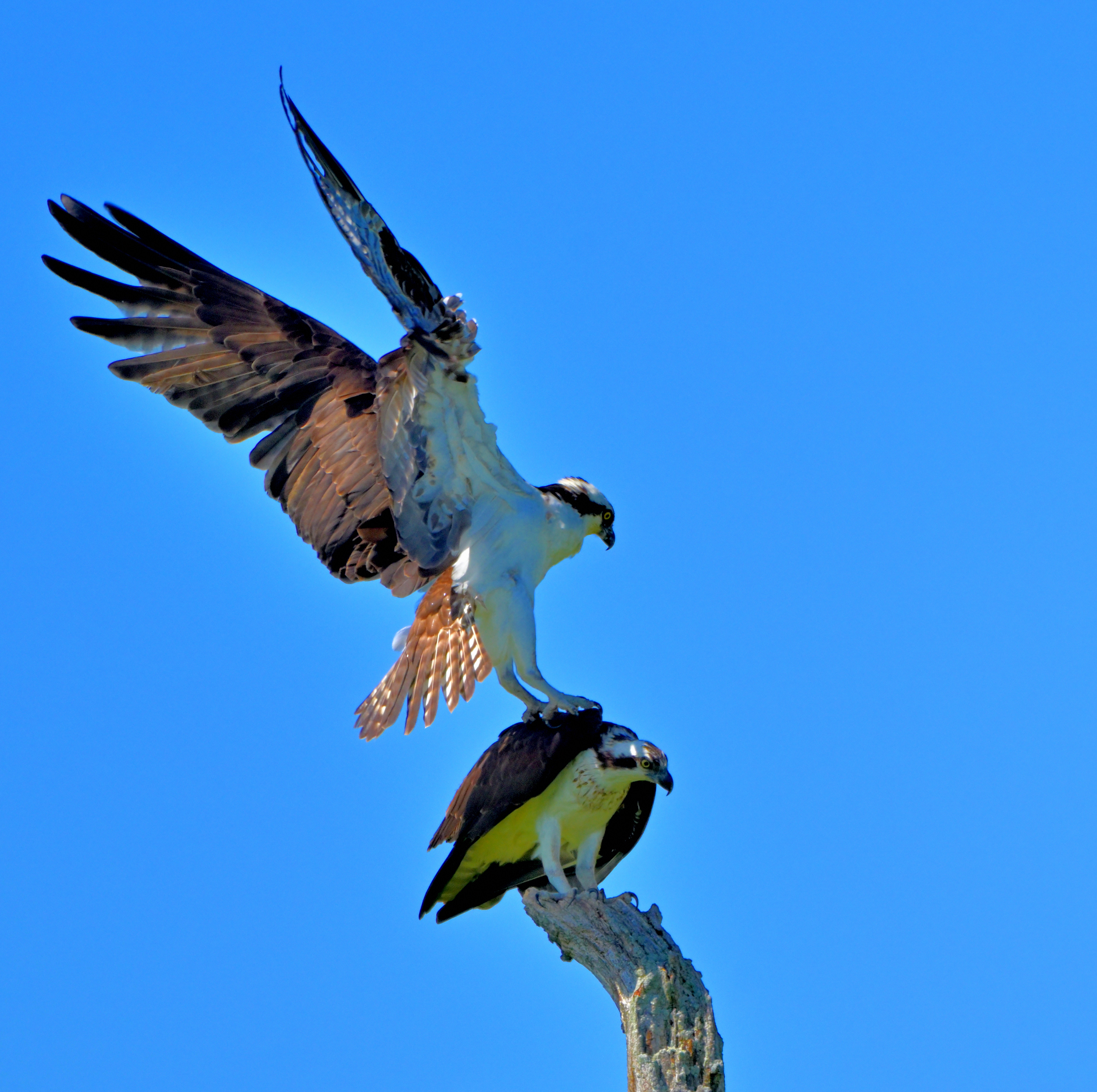Vincent Florentino - Osprey