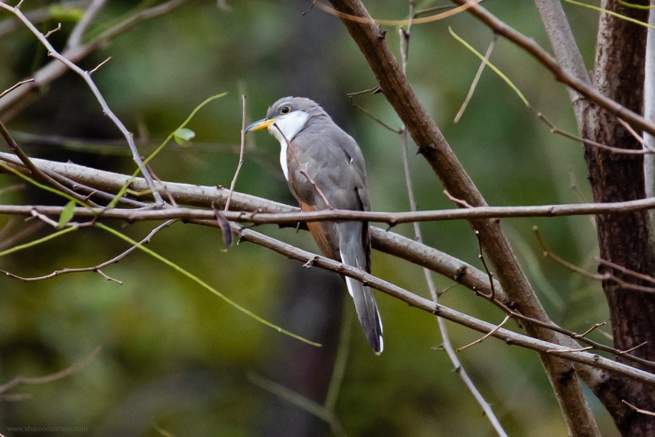 Yellow-billed Cuckoo by Sharon Cuartero