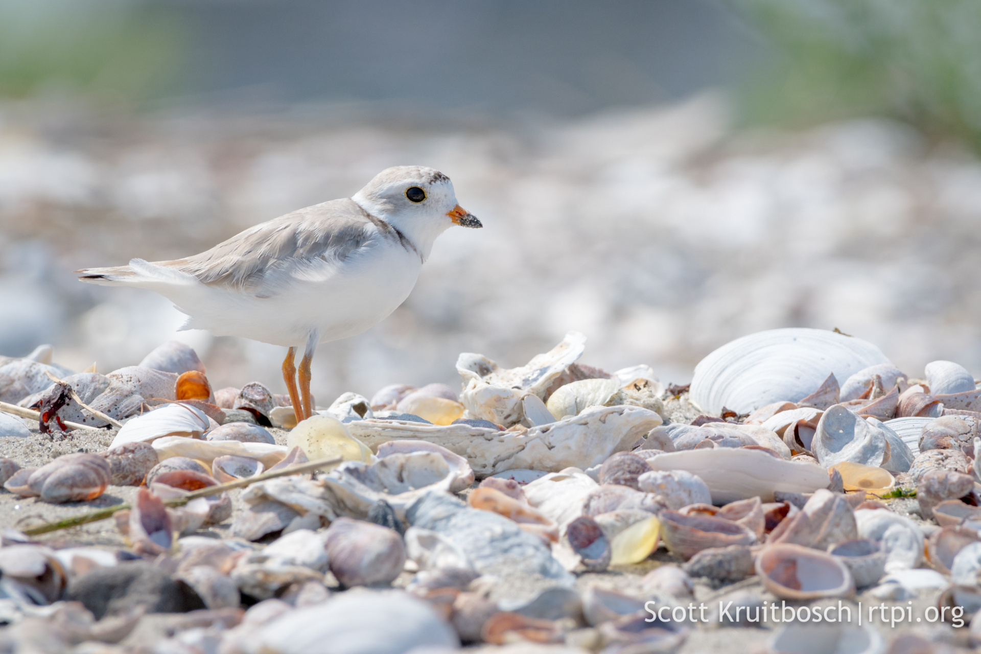 Piping Plover