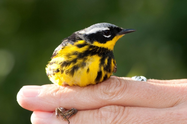 Banding Magnolia Warbler