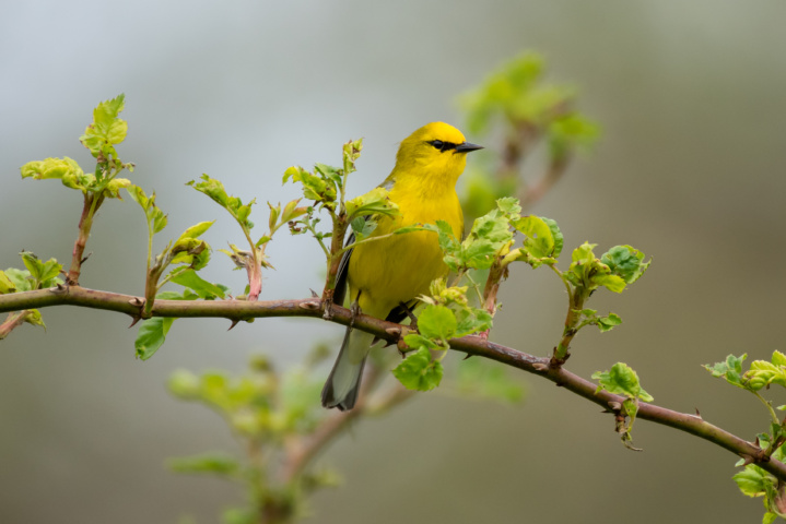 Male Blue-winged Warbler on Branch