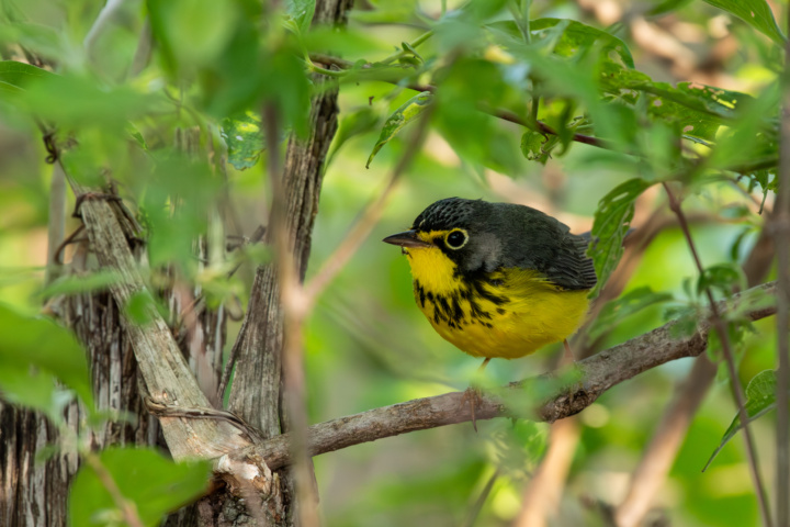 Male Canada Warbler Perched on Branch
