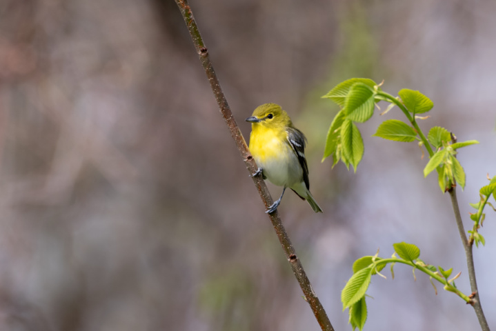 Male Yellow-throated Vireo on Branch