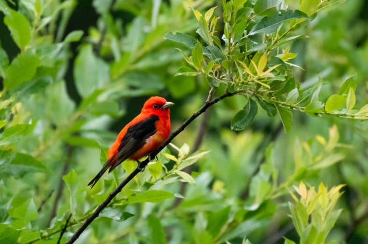 Male Scarlet Tanager on a branch