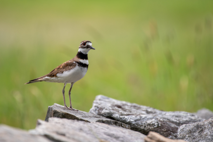 Killdeer Standing on Log