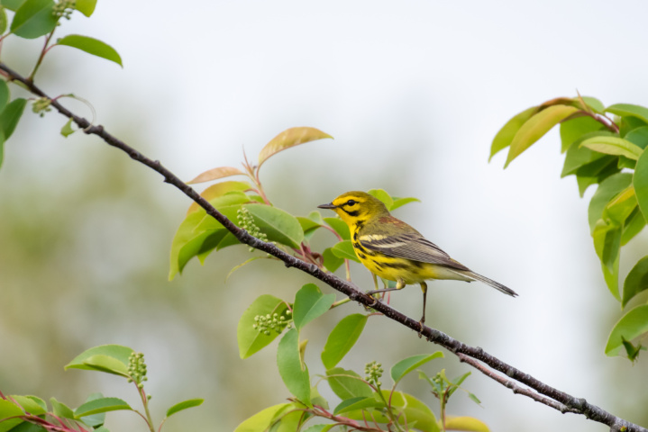 Male Prairie Warbler on a branch
