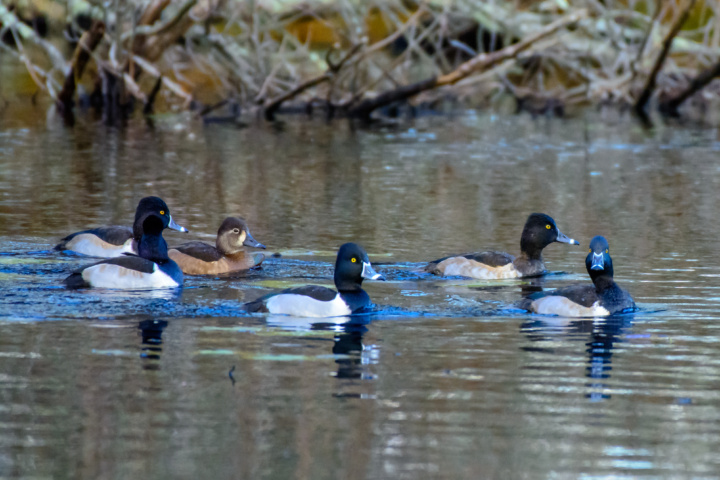 Ring-necked ducks swimming in pond