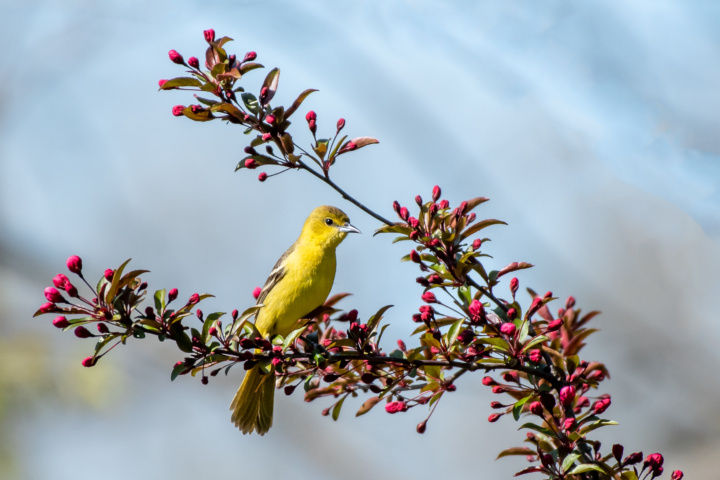Orchard Oriole on tree limb with buds