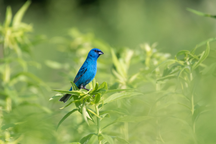 Male Indigo Bunting Perched