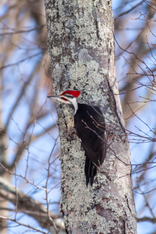 Male Pileated Woodpecker Climbing Up Tree Trunk
